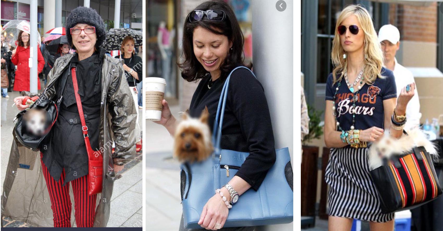 vain idiots with handbag dogs